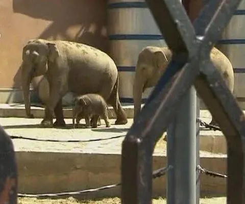 O elefănţică este cea mai nouă atracţie a unui parc zoo din Moscova