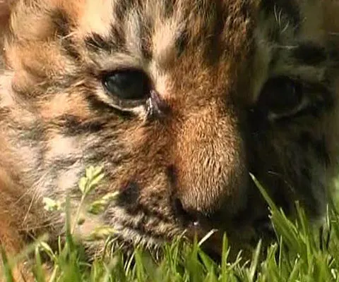 Un cocker a adoptat un pui de tigru, la o grădină zoologică din Germania - VEZI VIDEO
