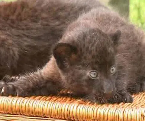 Doi pui de panteră, Larisa şi Sipura, au salutat miercuri publicul unui zoo din Germania