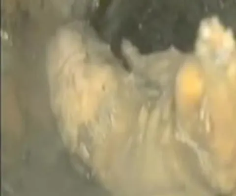 REALITATEA pe NET: Un pui de cocker a supravieţuit după ce un copil l-a aruncat la toaletă