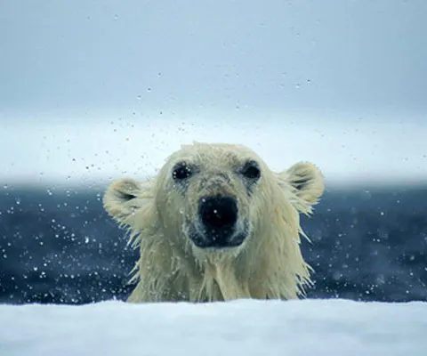 Rusia creează un nou parc arctic pentru protejarea habitatului urşilor polari