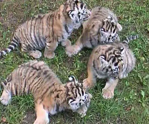 O grădină zoologică din Germania a prezentat publicului patru pui de tigru