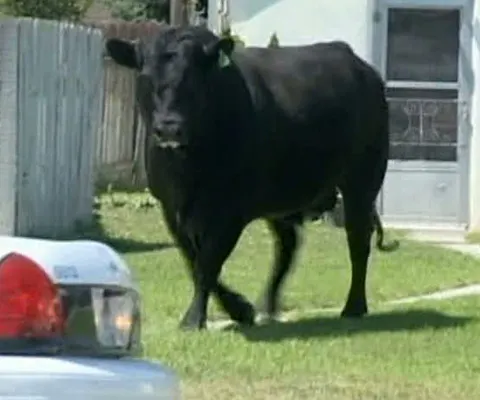 Un taur s-a plimbat nestingherit pe străzile unui orăşel din Idaho, SUA