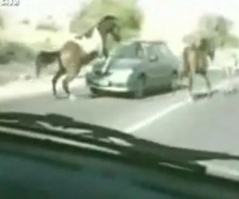 Un cal a fost implicat într-un accident frontal cu o maşină, în Israel