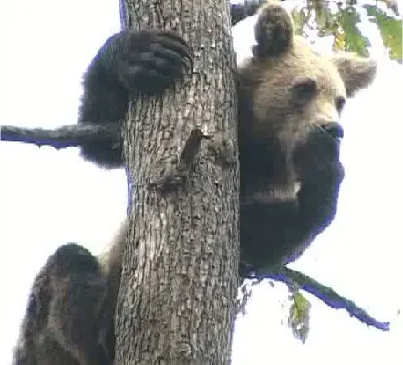 Baloo, ursul crescut într-o casă din Pantelimon, are probleme de sănătate