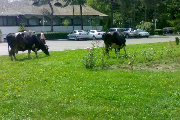 Vaci la păscut în faţa unui restaurant din Băneasa