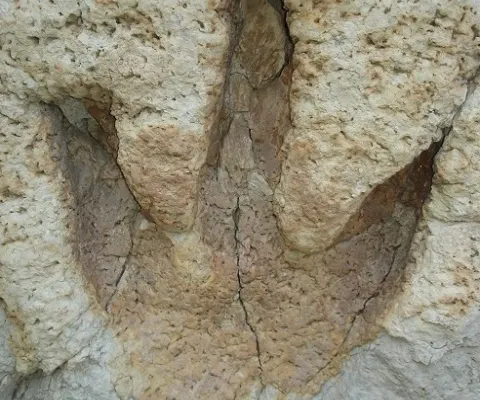 Au fost descoperite cele mai mari urme de dinozaur - VEZI FOTO