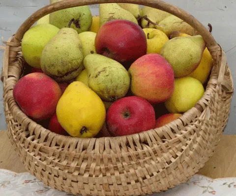 REALITATEA.NET recomandă: Top 10 al celor mai sănătoase fructe de toamnă