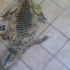Crocodilul mafiot, folosit pentru a teroriza oamenii, a fost prins în Italia