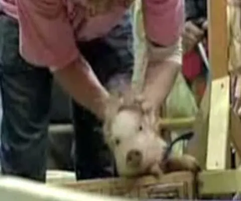 La Moscova a avut loc o cursă de porci domestici