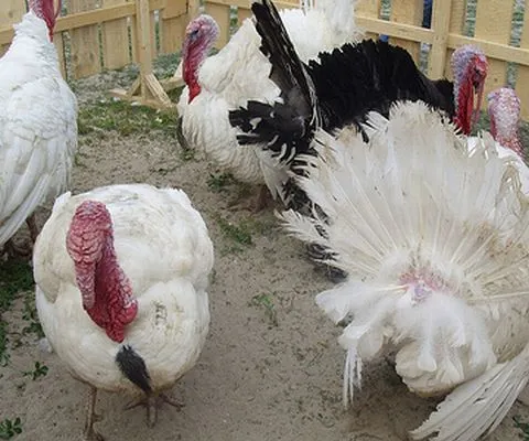 Primele cazuri suspecte de gripă porcină transmisă de la om la curcani au apărut în Canada