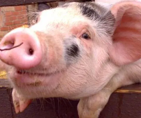 ANSVSA a intensificat monitorizarea la graniţă pentru a preveni pătrunderea de animale din Rusia