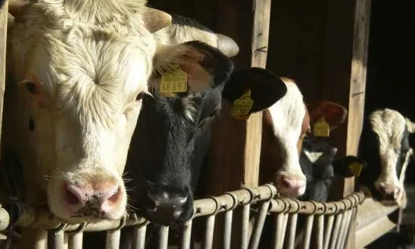 Bovinele, lovite de un nou virus, depistat pentru prima dată în Europa. Cercetătorii avertizează asupra răspândirii în Germania