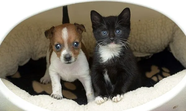 Cum îmbunătățesc animalele de companie sănătatea
