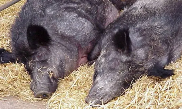 Focar de pestă porcină descoperit într-o pădure din Sălaj!