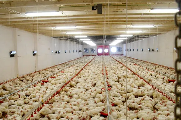 Alertă alimentară - Focar de salmonella la o fermă de găini din Dâmbovița. Direcția Sanitar-Veterinară face o anchetă