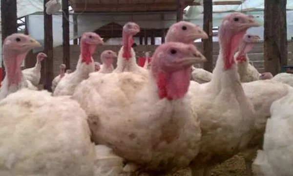 Alertă sanitar-veterinară! Două focare de gripă aviară, descoperite la ferme de păsări din județul Brașov. Zeci de mii de păsări contaminate vor fi sacrificate