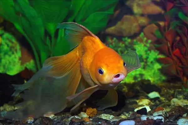 BANCUL ZILEI. Ce face după ce prinde peştisorul de aur?