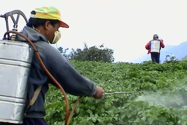 De ce să te fereşti când mergi la piaţă – află care sunt alimentele ce conţin pesticide
