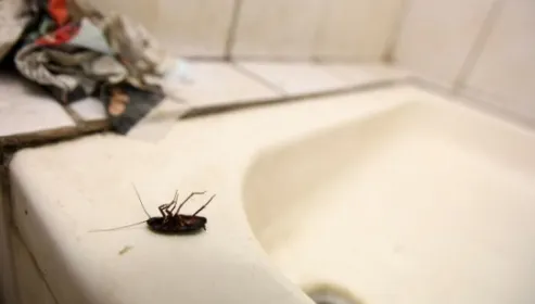 GÂNDACI şi ALIMENTE expirate în bucătăria unui HOTEL de CINCI STELE din Braşov