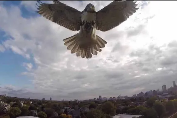 VIDEO Când natura ATACĂ! Un ȘOIM vrea să DISTRUGĂ o dronă