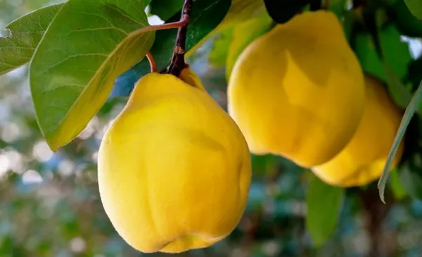 Beneficiile gutuilor pentru sănătate. Ce vitamine conţin