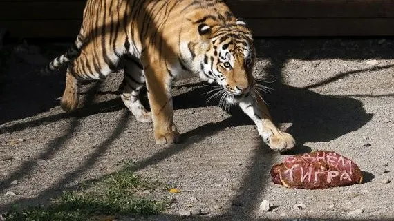 TIGRII lui PUTIN au făcut măcel în China