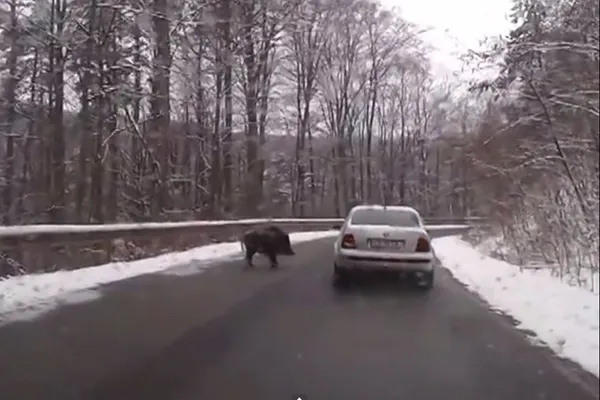 HAOS pe străzile din România: un mort şi un rănit într-un accident pe DN 2, din cauza unui PORC