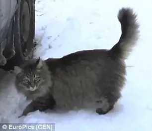Pisica Maşa, EROINA unui oraş din Rusia. A salvat de la moarte un bebeluş abandonat
