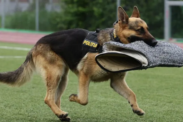 Demonstrații ale polițiștilor, cu câini și standuri cu tehnică, în Parcul Lumea Copiilor