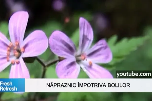 Fresh Refresh. Năpraznicul, "iarba" care luptă împotriva cancerului şi face minuni pentru sănătate