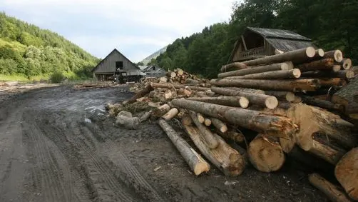 Parlamentarii o iau înaintea Guvernului: Au depus un proiect pentru suspendarea exportului de lemne
