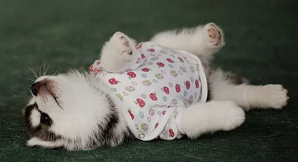 Cel mai adorabil proiect din Rusia: parada modei în patru labe