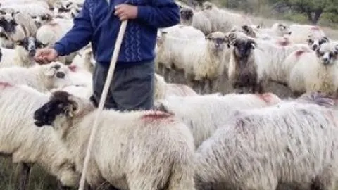 600 de oi vor fi omorâte, într-o fermă din Timiș, după descoperirea unui focar de pestă