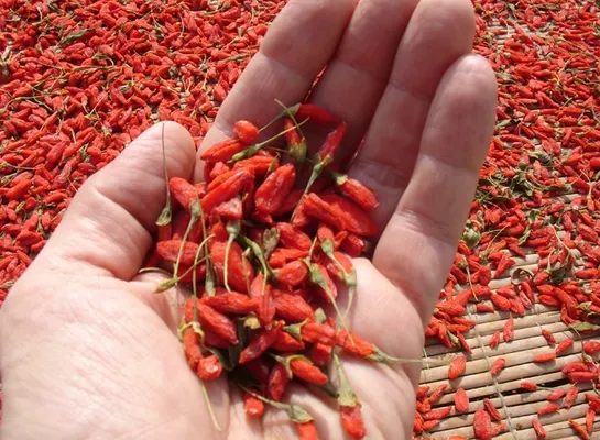 Tot ce trebuie să ştii despre fructele de goji. Dovada că fac minuni pentru sănătate