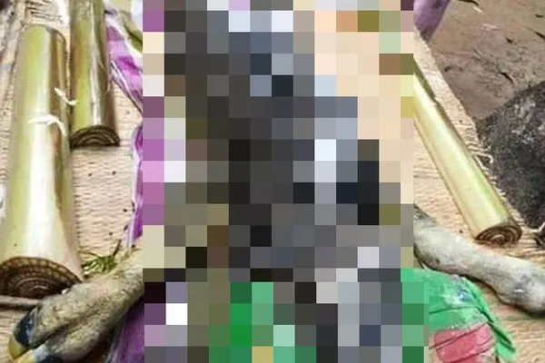 Animalul ciudat care îi îngrozește pe săteni. E o combinație între crocodil și taur