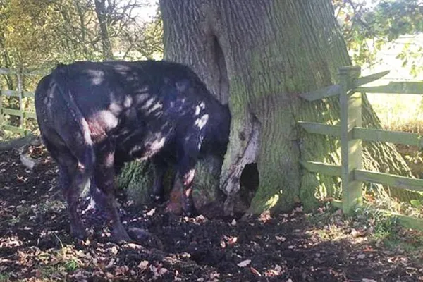 Râsu-plânsu! Un taur a rămas înţepenit în copac