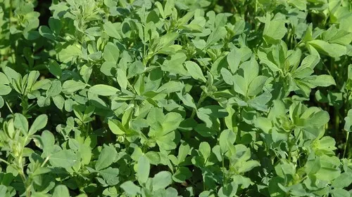 Tratamente naturiste. Nici nu îţi imaginezi ce beneficii poate avea lucerna pentru sănătate