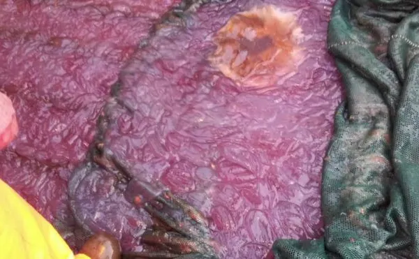 Substanţa misterioasă, de culoare mov, care a invadat zona de coastă a Norvegiei