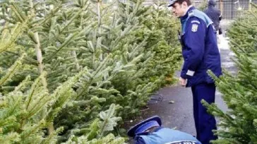 A început sezonul sărbătorilor: peste 300 de brazi fără documente, confiscați de polițiști