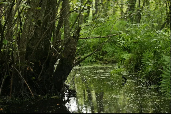S-a ascuns de polițiști în lac. A regretat amarnic când a văzut ce monstru se apropie de el