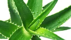 Aloe Vera: 10 beneficii pentru sănătatea ta