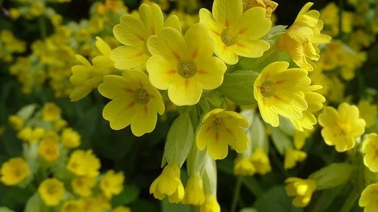 Floarea anului 2016, pe cale de dispariţie în Germania, dar răspândită în România