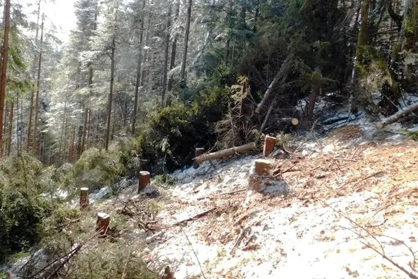 Acțiune de amploare a polițiștilor la hoții de arbori! 12 persoane, reținute