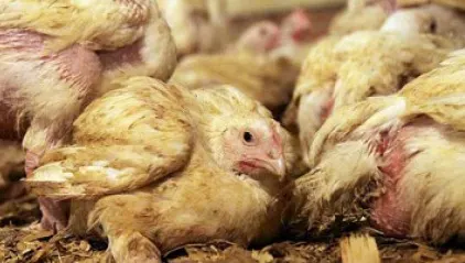 FOCAR de pseudopestă aviară, confirmat în Tulcea
