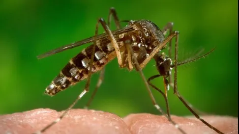 VIRUSUL ZIKA. Primul caz de contagiere înregistrat în Germania