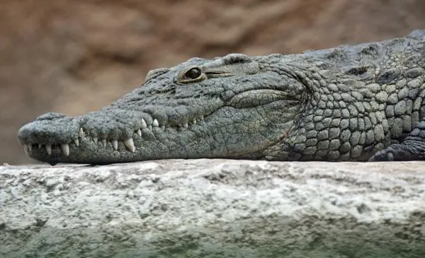 Descoperire a polițiștilor: o cameră închisă, păzită de crocodili. Ce se afla în ea