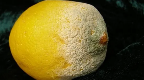 Mâncăm sau nu? Ce trebuie să facem cu alimentele parțial mucegăite. Multă lume nu știe asta