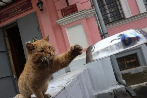 Farsa unui muzeu din Rusia, devenită virală. Au fost obligaţi să îl angajeze pe motanul Maray
