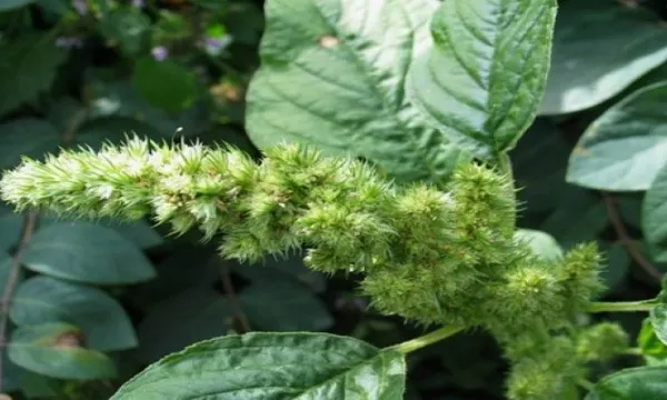 Creşte peste tot, dar puţini ştiu cât de bun este pentru organism. Ştirul, un "izvor" de sănătate!